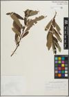 Foto von Salix lasiolepis Benth.
